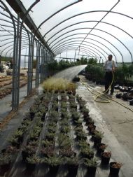 paul watering a large scale tree trial
